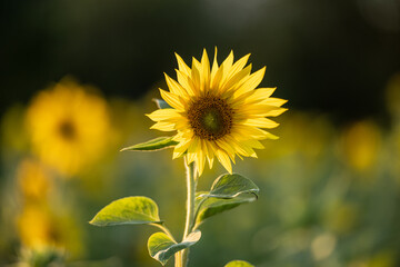 Sunflower Helianthus annuus in golden sunset light.