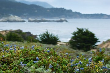 Flower Plant Water Sky Plant community Nature