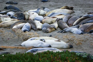 Terrestrial animal Earless seal Seal Bedrock Marine mammal Wildlife - obrazy, fototapety, plakaty