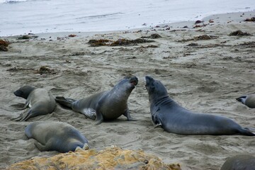 Water Vertebrate Nature Organism Mammal Beach