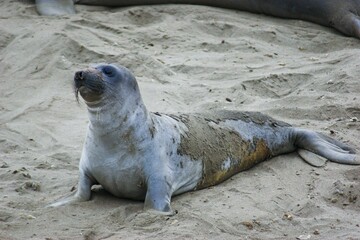 Earless seal Organism Carnivore Terrestrial animal Whiskers Seal © Zombie Bunny