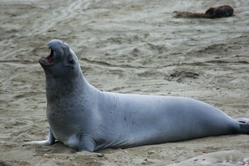 Terrestrial animal Beach Snout Water Marine mammal Wildlife © Zombie Bunny