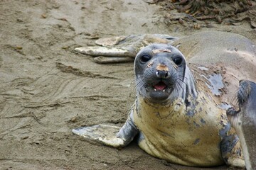 Carnivore Whiskers Terrestrial animal Earless seal Seal Bearded Seal - obrazy, fototapety, plakaty
