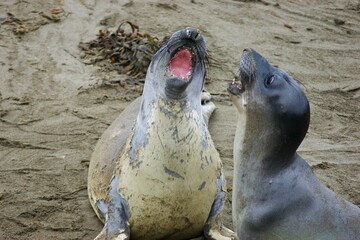 Terrestrial animal Whiskers Yawn Seal Snout Earless seal