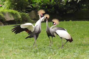 crowned cranes balearica regulorum 