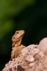 Close-up of the Agama lizard in wild nature