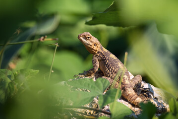 Close-up of the Agama lizard in wild nature
