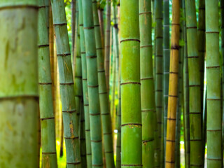Bamboo, background