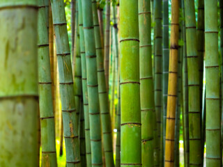 Fototapeta premium Bamboo, background