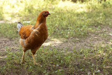 Chicken walks freely on green grass in the backyard of the farm. Free range chicken