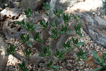 Pachypodium densiflorum. Plant with leaves and sharp thorns native to Madagascar environment