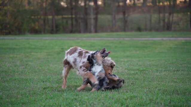 Australian Shepherd Puppies Playing