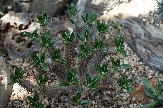 Pachypodium Bilder Durchsuchen 593 Archivfotos, und