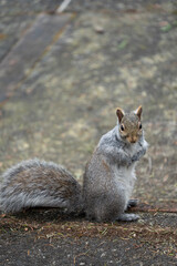 リス　げっ歯類　ハイイロリス　北米　カナダ　栗鼠　可愛い　小動物