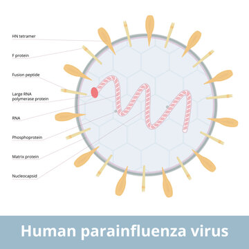 Human parainfluenza virus. Viruses that cause human parainfluenza. Group of four distinct single-stranded RNA viruses associated with both human and veterinary disease.