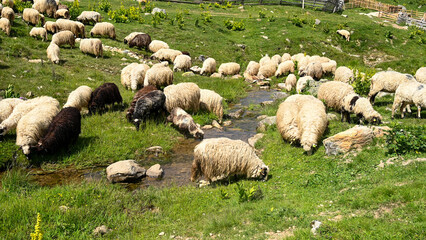 Herd of sheep grazing grass on green meadow. Group of sheep on pasture in summer. Flock of sheep grazing grass. - obrazy, fototapety, plakaty