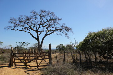 tree in the caatinga