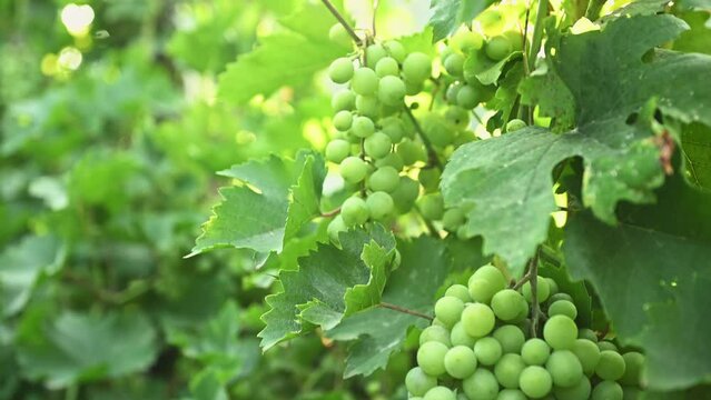 Unripe bunch of grapes. Green young sprout of grapes slowly sways in the wind by early spring. Ripening small branch of grapes, young inflorescence. Newly formed bunches of baby grapes. Agriculture