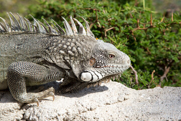 Leguan