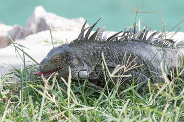 Leguan