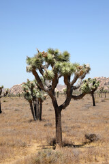 Obraz premium Joshua Tree - Nationalpark (USA / Kalifornien)