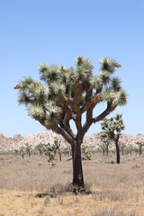  Joshua Tree - Nationalpark (USA / Kalifornien)