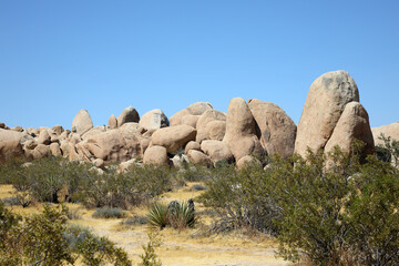  Joshua Tree - Nationalpark (USA / Kalifornien)