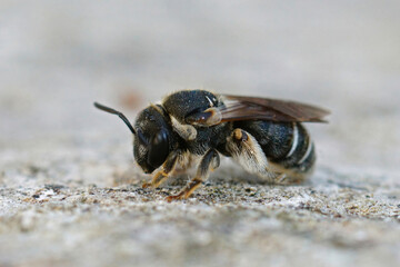 Closeup on the Medtierranean Common epaulette-nomia solitary bee , Pseudapis diversipes