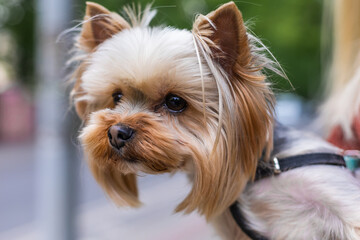 small dog yorkshire terrier on a leash looks curiously into the distance
