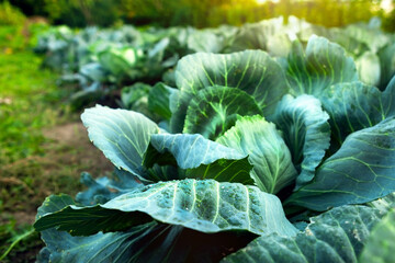 Field with white cabbage at the farm, sunset.