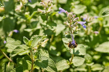 Flower Plant Pollinator Insect Arthropod Groundcover
