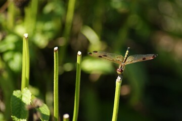 Arthropod Insect Plant Pollinator Dragonflies and damseflies Dragonfly
