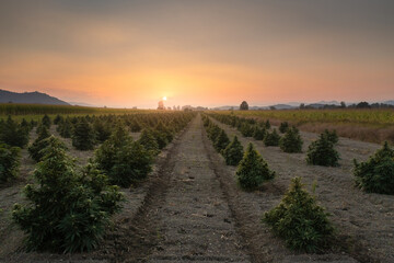 Fototapeta na wymiar CBD farm field at sunset. Hemp plants use for CBD and health.