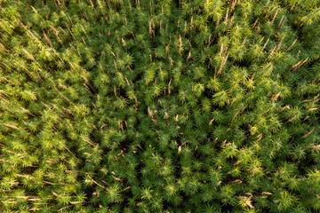 CBD hemp field, thickly planted stems of green industrial plants, top down aerial shot.