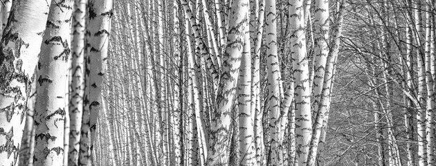 Birch grove on a spring day, landscape banner, huge panorama, black-and-white