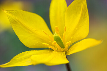 Obraz premium Selective focus close-up of the yellow wild tulip or woodland tulip flowers in the spring deciduous forest