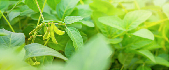Young green plants of soybeans with immature pods, close-up, during the period of active growth....