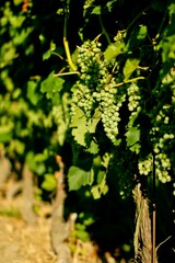 Leaf Plant Terrestrial plant Flowering plant Shrub Wood