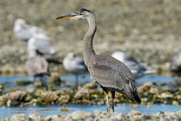 Juvenile Great Blue Heron 