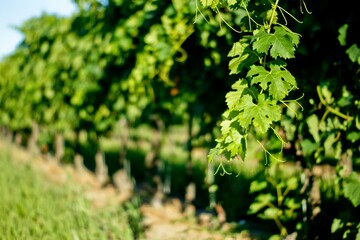 Green Natural landscape Plant Wood Grass Terrestrial plant