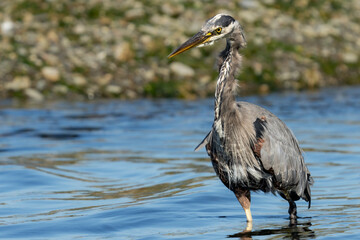 Great Blue Heron in creek