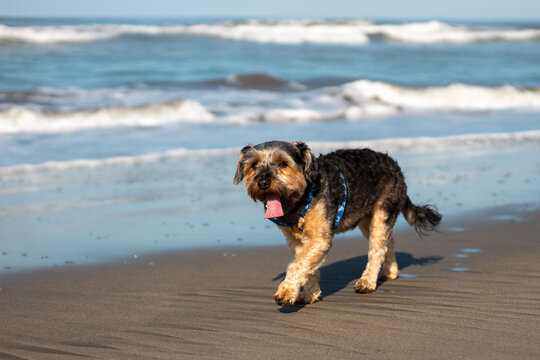 Perrito caminando en la playa con el mar de fondo. 