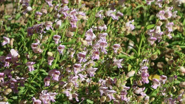 Commune with nature by an awe inspiring gaze upon the summer beauty of a Penstemon Grinnellii population swaying gently in their native montane forest habitat, high in the San Jacinto Mountains.