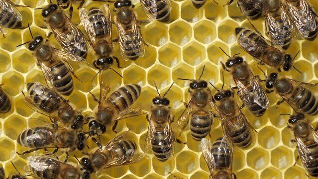 Bees build honeycombs. Work in a team. 
For deposition of queen eggs, placement of bees pollen and nectar bees build honeycomb.