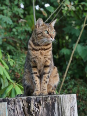 Naklejka na ściany i meble Bengal cat on wood