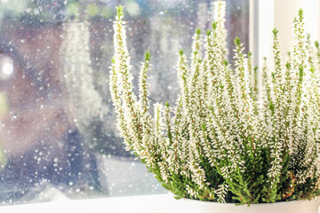 Closeup of white heather's pot on the rainy window