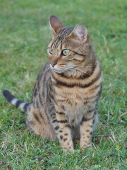 Bengal cat on gras