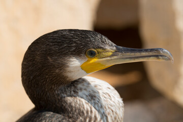 Great Cormorant (Phalacrocorax carbo). Black Sea fauna. Waterfowl close-up.