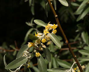 Elaeagnus commutata, the silverberry or wolf-willow, is a species of Elaeagnus. Spring flowering of the bush. Yellow flowers on the plant.