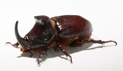 European rhinoceros beetle (Oryctes nasicornis) is a large flying beetle belonging to the subfamily...